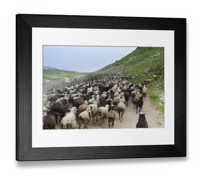 Framed Print : Sheep herd moving along Tosor Pass