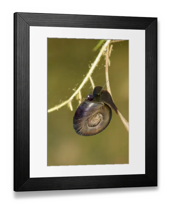 Framed Print : Great Ramshorn Snail (Planorbarius corneus)