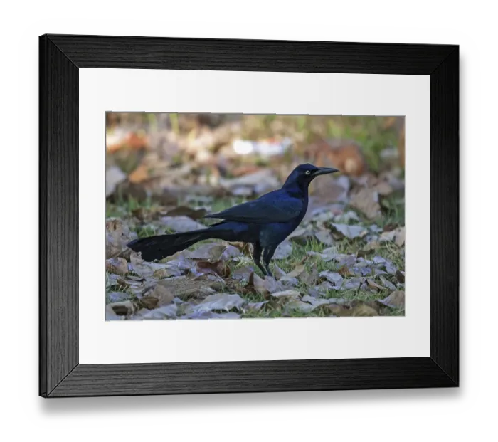 Framed Print : Great-tailed grackle (Quiscalus mexicanus)