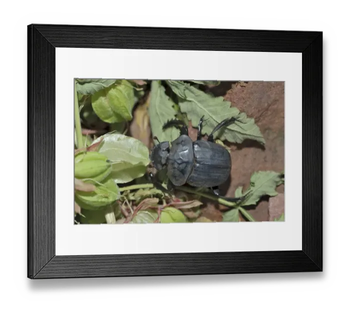 Framed Print : Dung Beetle (Scarabaeus sacer) in the Waterberg National Park Framed Print : Dung Beetle (Scarabaeus sacer) in the Waterberg National Park