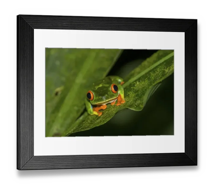 Framed Print : Red-eyed tree frog (Agalychnis callidryas) Framed Print : Red-eyed tree frog (Agalychnis callidryas)