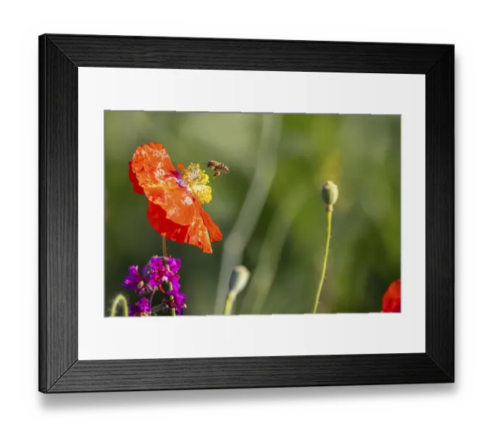 Framed Print : Flowering marginal strips next to agricultural monocultures Framed Print : Flowering marginal strips next to agricultural monocultures