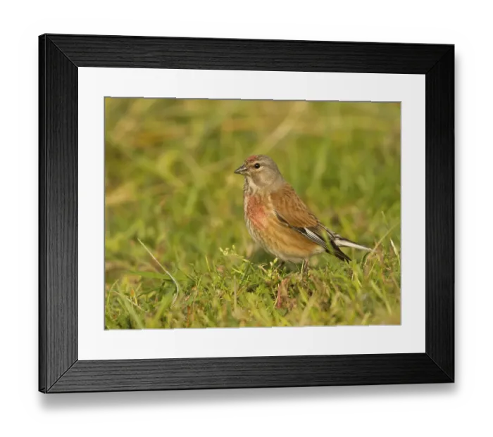 Framed Print : Common Linnet (Carduelis cannabina) Framed Print : Common Linnet (Carduelis cannabina)