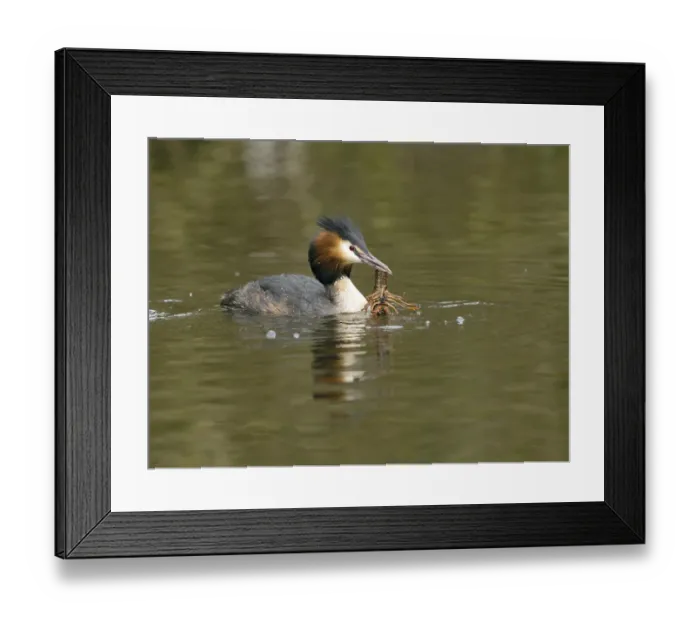 Framed Print : Grebe (Podiceps cristatus) with crayfish (Astacus astacus) in water