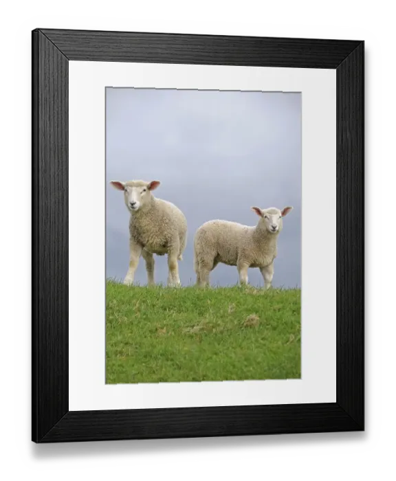 Framed Print : Lambs on the dyke of the Elbe river at Kollmar