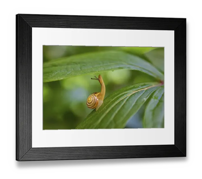 Framed Print : Grove snail (Cepaea nemoralis), Germany, Europe