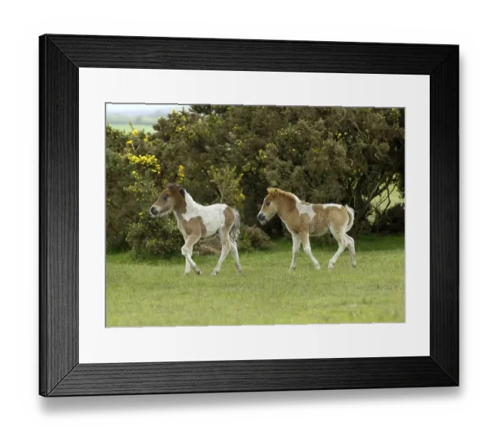 Framed Print : Shetland Pony south west England