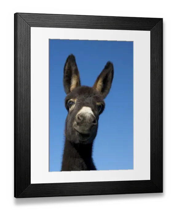 Framed Print : Young donkey Framed Print : Young donkey