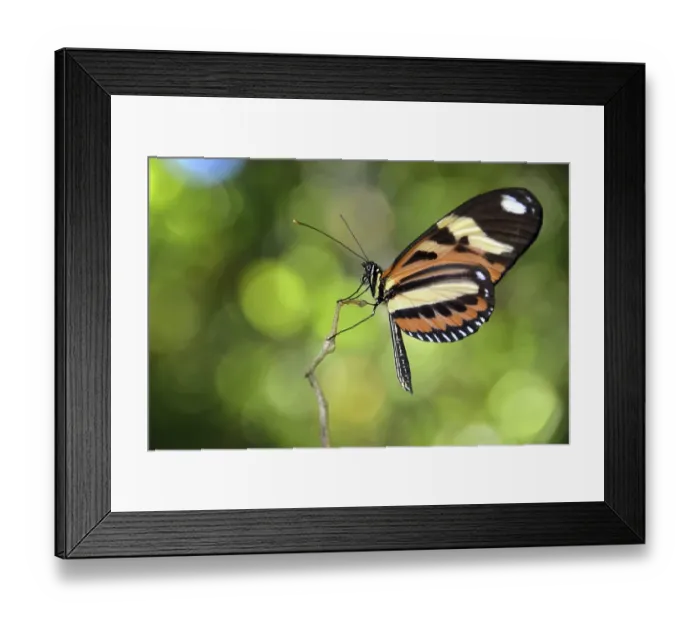 Framed Print : Tropical butterfly, probably Melinaea ethra