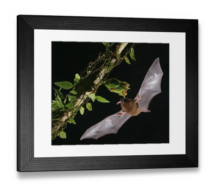 Framed Print : Pallas's long-tongued bat (Glossophaga soricina)