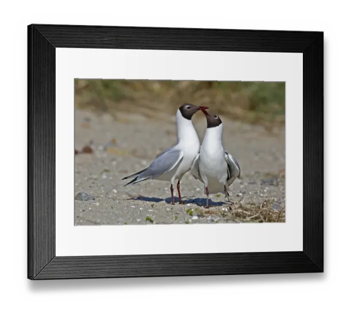 Framed Print : Black-headed Gull (Chroicocephalus ridibundus) Framed Print : Black-headed Gull (Chroicocephalus ridibundus)