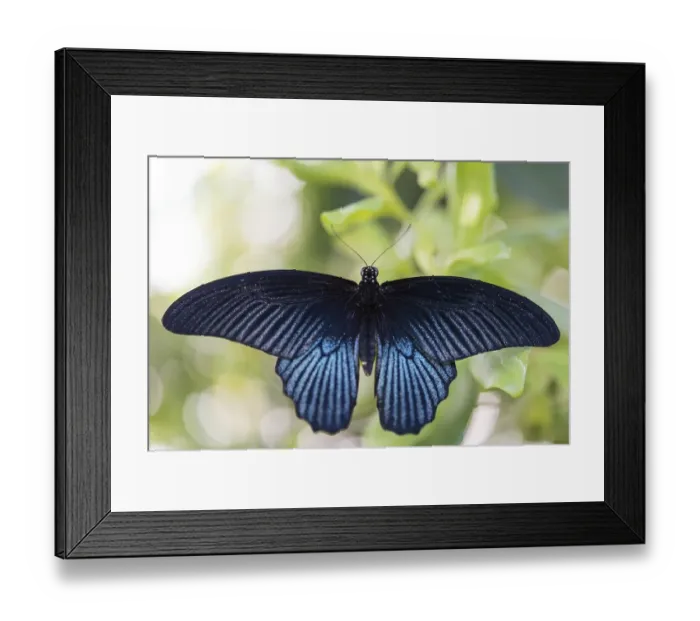 Framed Print : Spangle (Papilio protenor), captive, Munich Framed Print : Spangle (Papilio protenor), captive, Munich