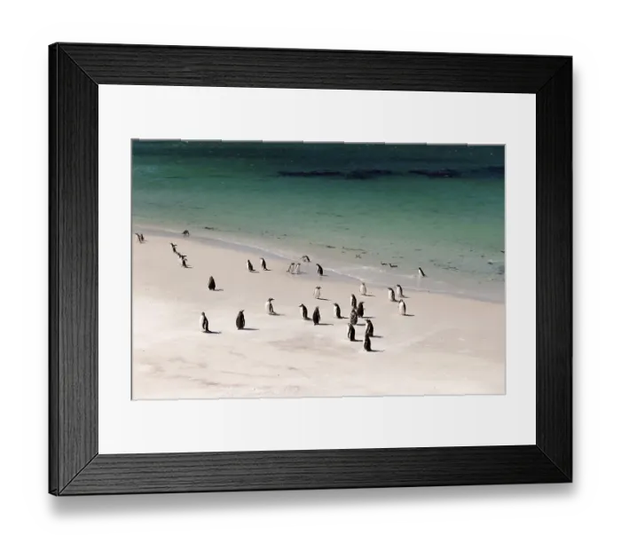 Framed Print : Gentoo penguins (Pygoscelis papua) and scattered Magellanic penguins (Spheniscus magellanicus)