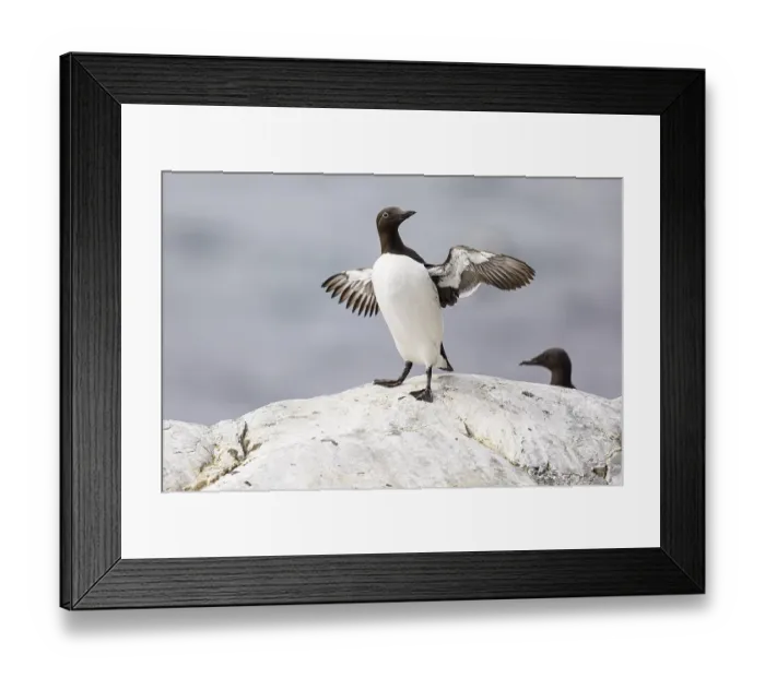 Framed Print : Common guillemot (Uria aalge) flapping its wings