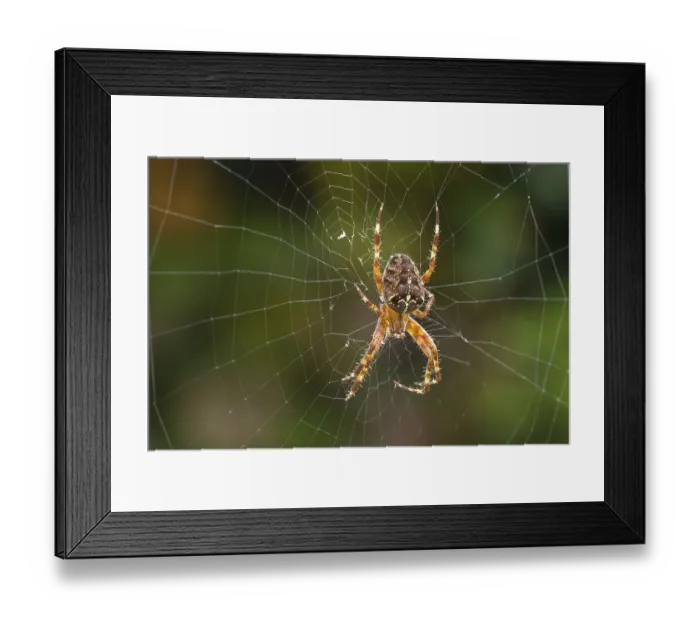 Framed Print : European garden spider (Araneus diadematus) lurks in the spider's web Framed Print : European garden spider (Araneus diadematus) lurks in the spider's web