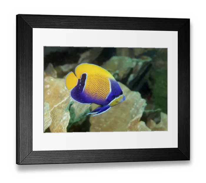 Framed Print : Blue-girdled angelfish (Pomacanthus navarchus) Raja Ampat Archipelago