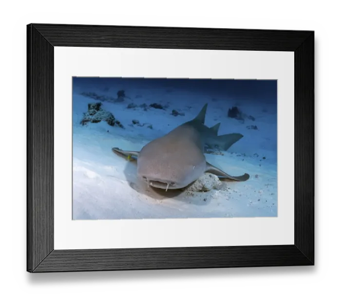 Framed Print : Tawny nurse shark (Nebrius ferrugineus) lies on a sandy bottom