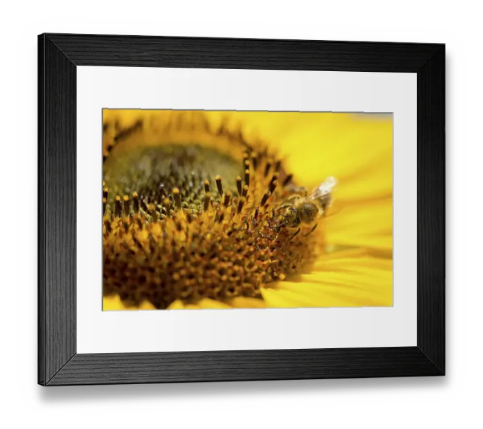 Framed Print : Western honey bee (Apis mellifera) perched on a sunflower (Helianthus annuus)