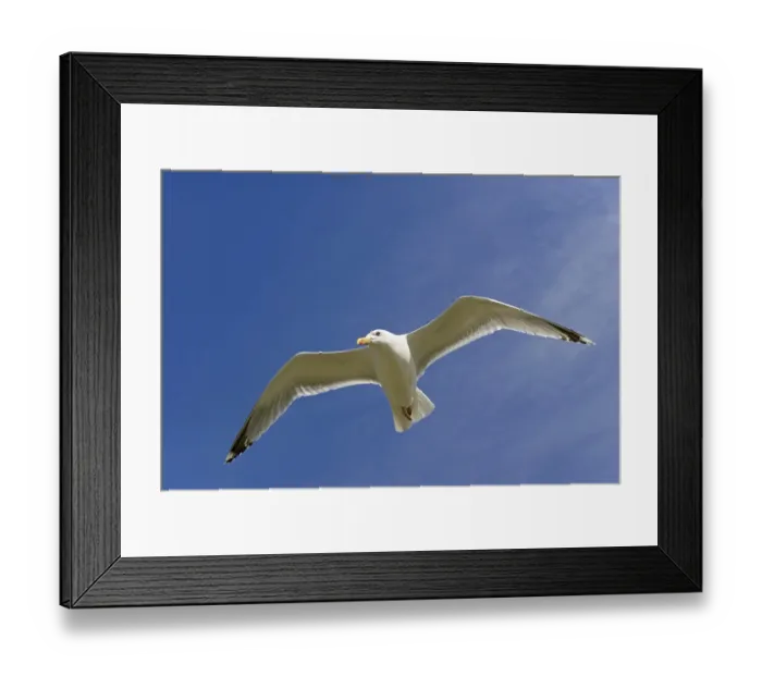 Framed Print : European herring gull (Larus argentatus) in flight
