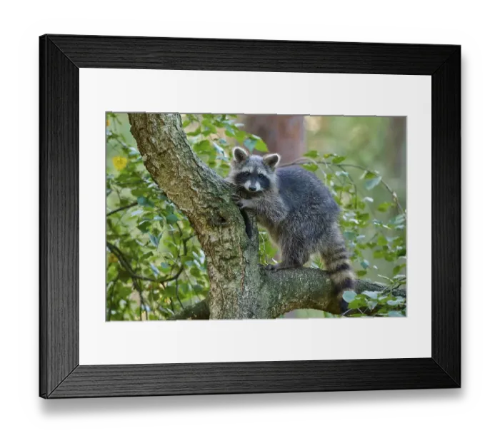 Framed Print : Raccoon (Procyon lotor), climbing curiously on a tree trunk in the forest