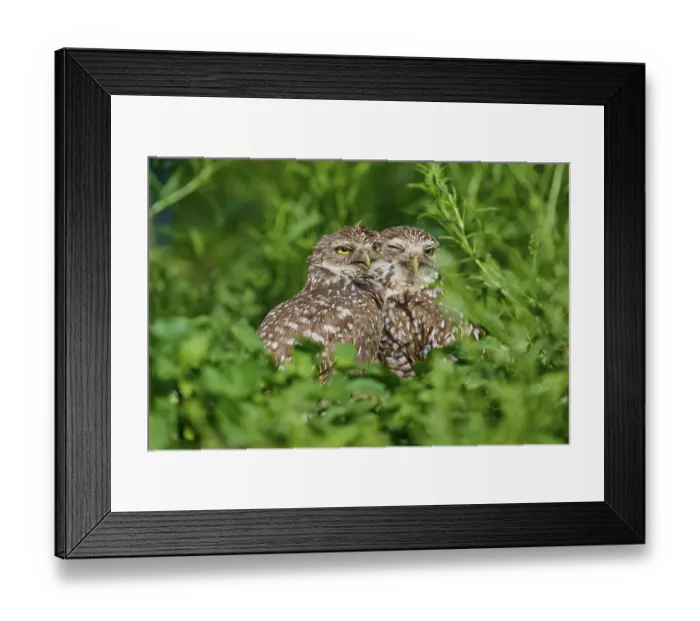 Framed Print : Two burrowing owls (Speotyto cunicularia) sitting together in the meadow and cuddling