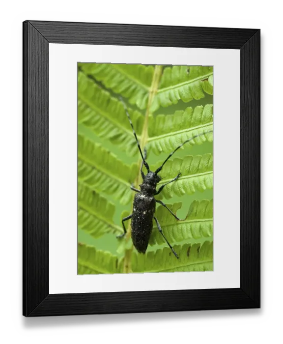 Framed Print : Longhorn beetle species (Monochamus sartor) Framed Print : Longhorn beetle species (Monochamus sartor)