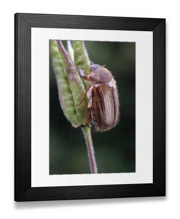 Framed Print : June Bug (Amphimallon solstitiale) Framed Print : June Bug (Amphimallon solstitiale)