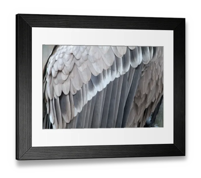 Framed Print : Griffon Vulture (Gyps fulvus), Bavarian Forest National Park