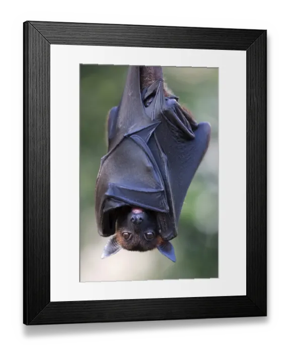 Framed Print : Indian flying fox or greater Indian fruit bat (Pteropus giganteus) hanging