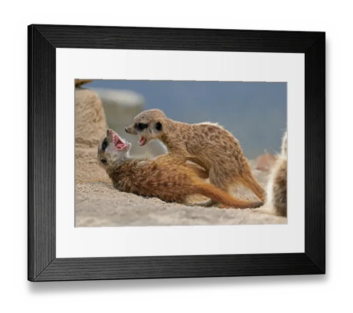 Framed Print : Meerkat (Suricata suricatta) fighting