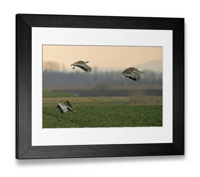 Framed Print : Great bustards (Otis tarda) flying above a field Framed Print : Great bustards (Otis tarda) flying above a field