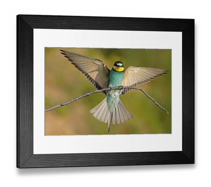 Framed Print : Bee-eater (Merops apiaster) flies with spread wings on branch Framed Print : Bee-eater (Merops apiaster) flies with spread wings on branch