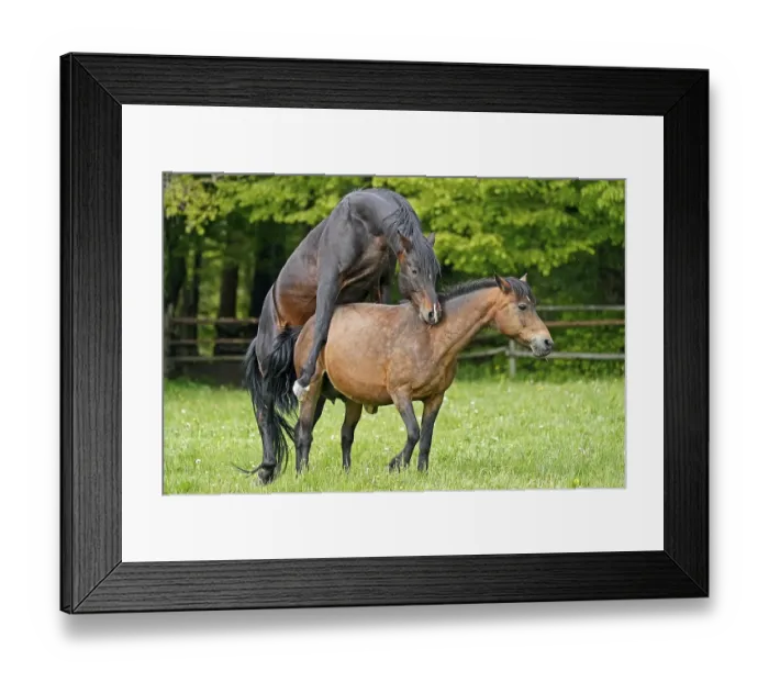 Framed Print : House horses, pairing on the pasture