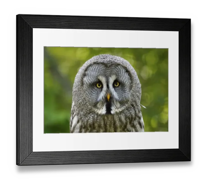 Framed Print : Great grey owl (Strix nebulosa) Framed Print : Great grey owl (Strix nebulosa)
