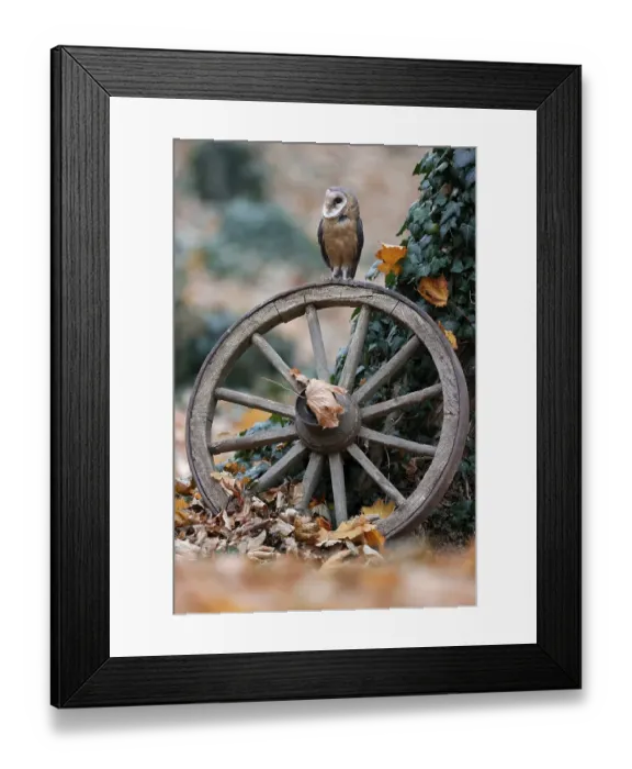 Framed Print : Common barn owl (Tyto alba), on an old wagon wheel