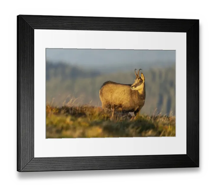 Framed Print : Chamois (Rupicapra rupicapra) in a meadow Framed Print : Chamois (Rupicapra rupicapra) in a meadow