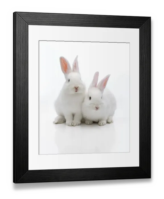 Framed Print : Two white rabbits