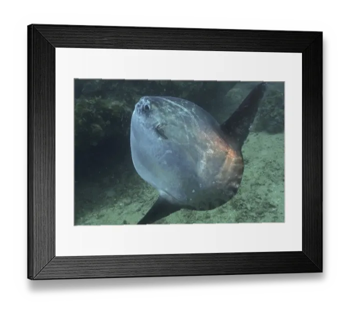 Framed Print : Ocean sunfish (Mola mola). Dive site Marine Reserve Cap de Creus