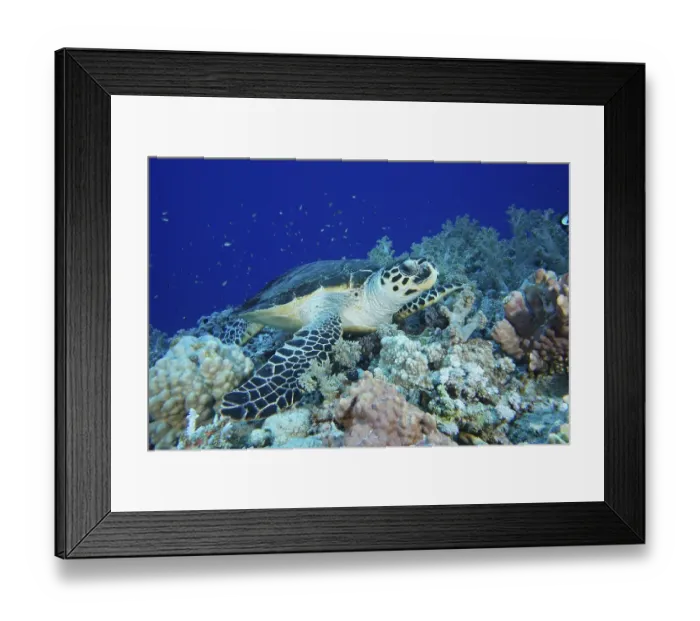 Framed Print : Hawksbill sea turtle (Eretmochelys imbricata)