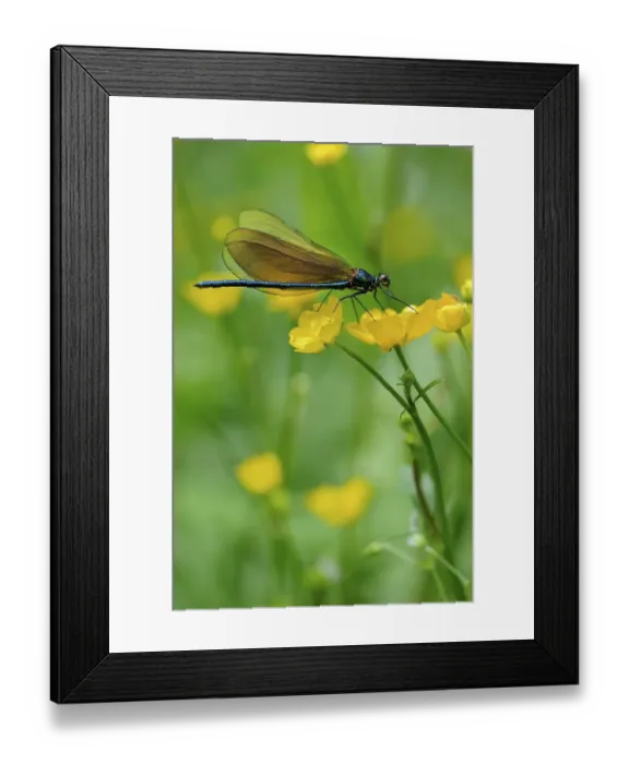 Framed Print : Broad-winged damselfly (Calopterygidae) on twinflowered marsh marigold (Caltha)