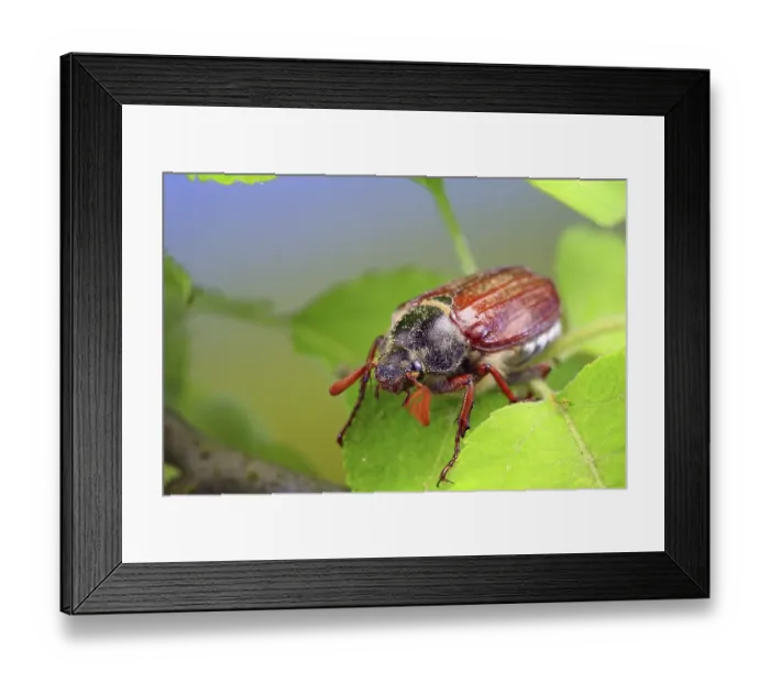 Framed Print : May bug or Cockchafer (Melolontha melolontha)