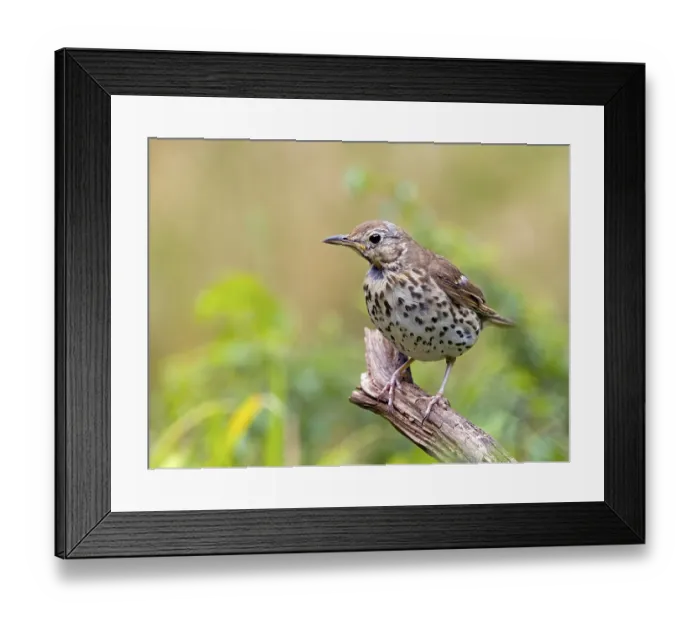 Framed Print : Song Thrush (Turdus philomelos) sitting on a root