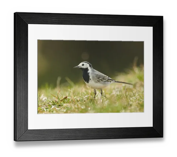 Framed Print : White wagtail (Motacilla alba) sitting on a meadow
