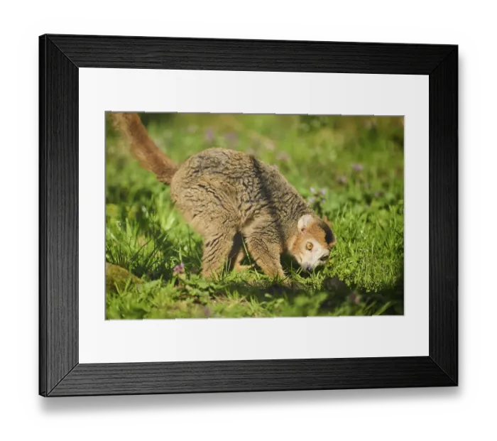 Framed Print : Crowned lemur (Eulemur coronatus) on a meadow Framed Print : Crowned lemur (Eulemur coronatus) on a meadow