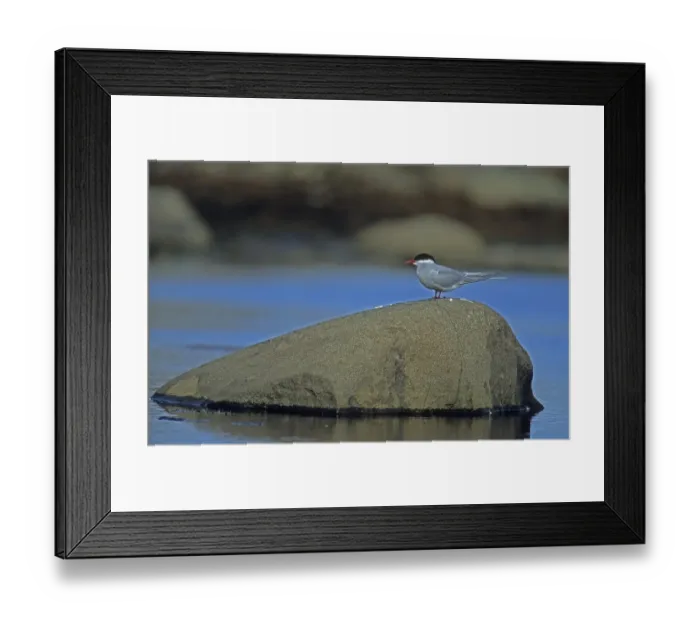Framed Print : Arctic Tern (Sterna paradisaea) Spitsbergen