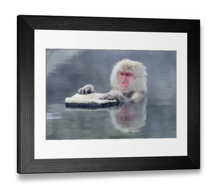 Framed Print : Japanese Macaque or Snow Monkey (Macaca fuscata)