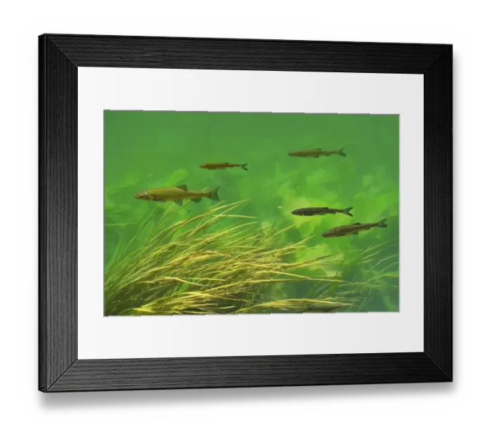 Framed Print : European Chub (Leuciscus cephalus) Framed Print : European Chub (Leuciscus cephalus)