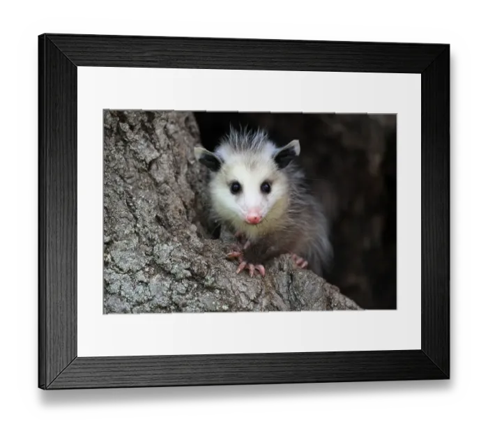 Framed Print : Virginia Opossum (Didelphis virginiana)