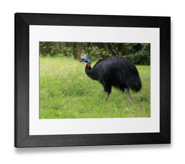 Framed Print : Northern cassowary (Casuarius unappendiculatus) Framed Print : Northern cassowary (Casuarius unappendiculatus)