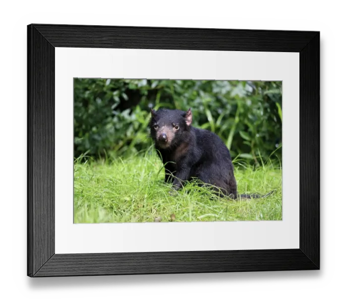Framed Print : Tasmanian devil (Sarcophilus harrisii) Framed Print : Tasmanian devil (Sarcophilus harrisii)